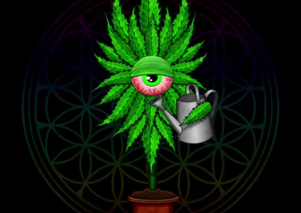 Cannatlan Tu mercado online de cannabis