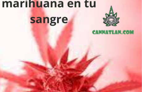 cuanto dura la marihuana en tu sangre antidoping cannatlan