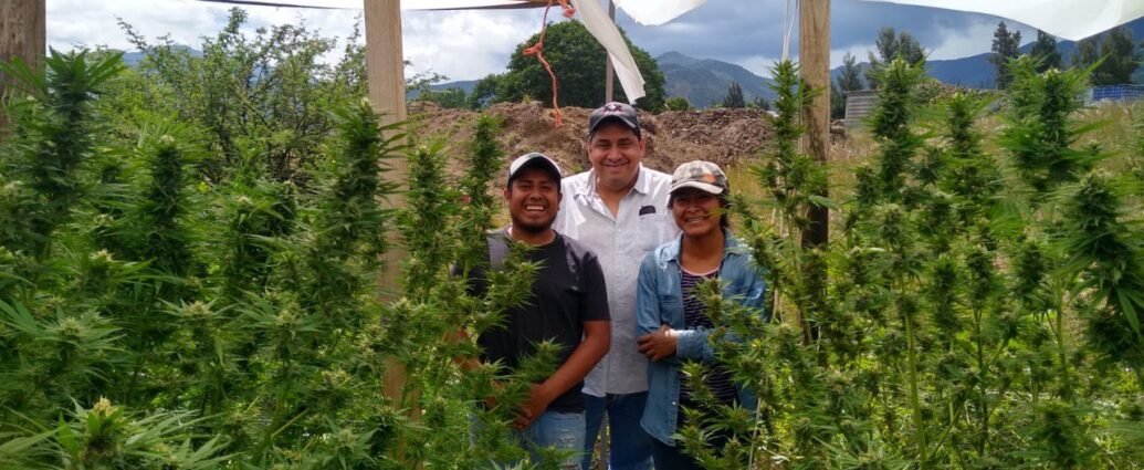 Indigenas de Oaxaca se organizan para plantar marihuana cannatlan