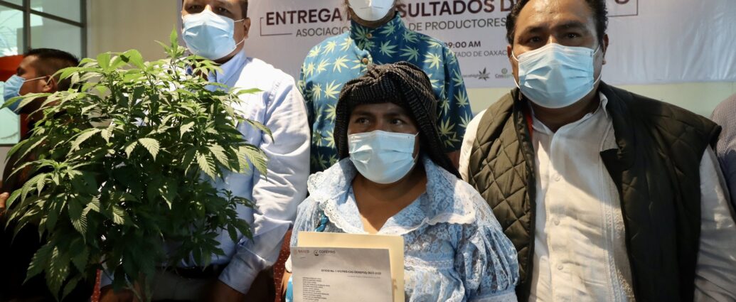 COFEPRIS otorga 26 permisos de cultivo de marihuana en Oaxaca cannatlan