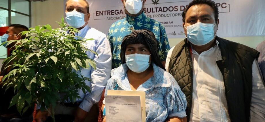 COFEPRIS otorga 26 permisos de cultivo de marihuana en Oaxaca cannatlan
