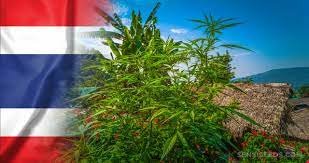 Tailandia cannabis legal cannatlan