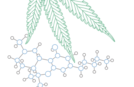 Como Regular el Cannabis en México Cannatlan