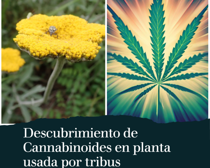 Descubrimiento de más de 40 cannabinoides en la planta Keeribos, nativa de Sudáfrica, y su potencial terapéutico.