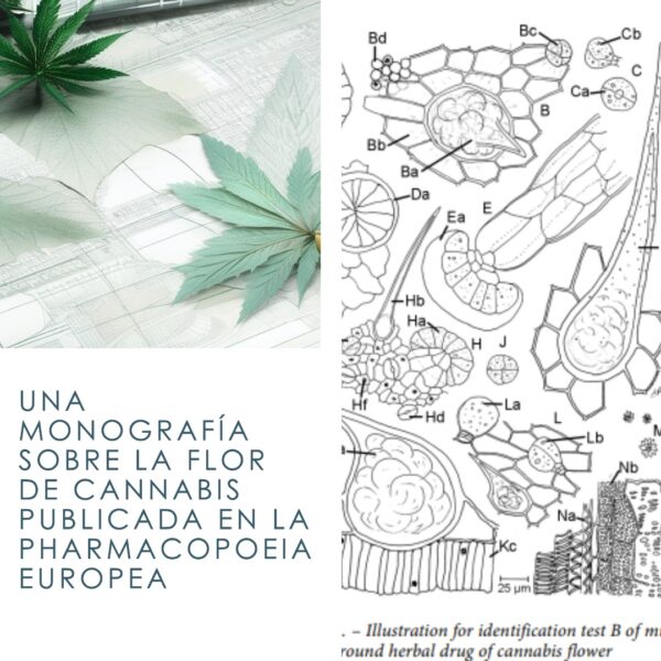 Una Monografía Sobre La Flor De Cannabis Publicada En La Pharmacopoeia ...